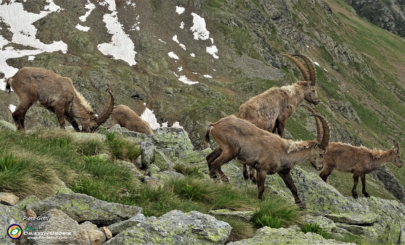 71 Bel gruppetto di stambecchi maschi adulti, che si vedono raramente in Corno Stella.JPG